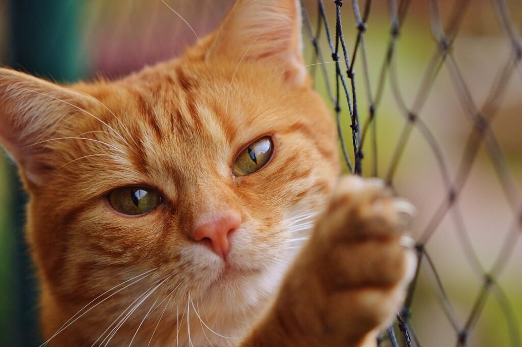 gato naranja