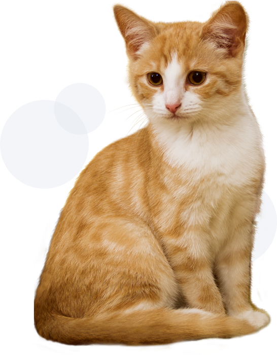 cuidamos de tu gato en Lleida